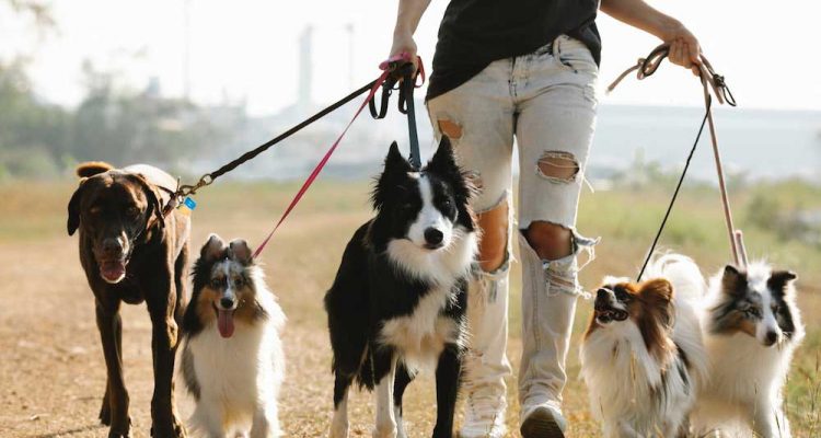 Cuidados para ter ao passear com cães bravos ou pouco sociáveis